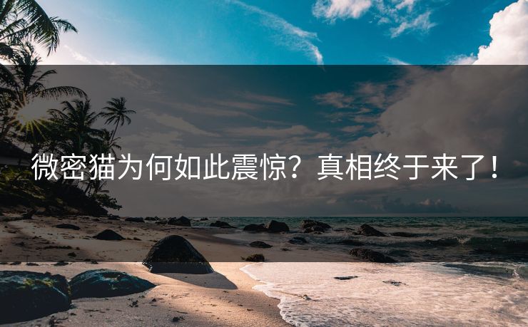 微密猫为何如此震惊？真相终于来了！